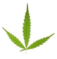 folha verde brilhante de cannabis sativa isolada foto
