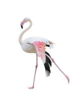 maior flamingo isolado no fundo branco foto