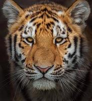 retrato do tigre siberiano foto