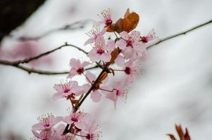 a beleza da flor de cerejeira vista em newjersey foto