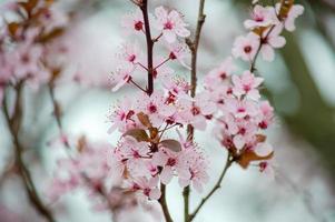 a beleza da flor de cerejeira vista em newjersey foto