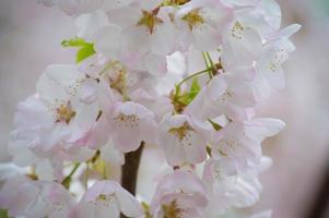 a beleza da flor de cerejeira vista em newjersey foto