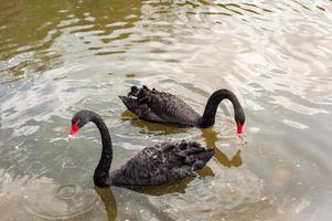 dois cisnes negros flutuando em um lago sujo em água poluída foto