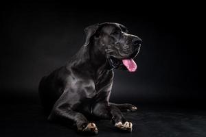 retrato de um cão dinamarquês, em um fundo preto isolado. foto