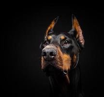 retrato de um cão doberman em um fundo preto isolado. foto