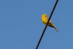 Yellowhammer aproveitando o sol da manhã foto