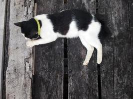 o gato preto e branco está dormindo no chão de tábuas foto