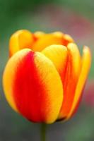 lindas flores tulipa amarela vermelha. fechar-se foto