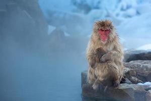 macaco macaco da neve onsen foto