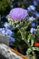 flor de alcachofra foto