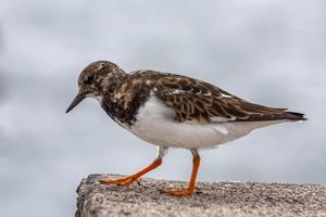 ruddy turnstone no cais foto