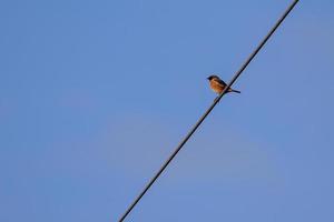 stonechat comum agarrado a um fio foto