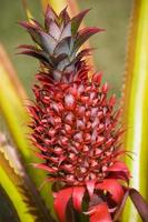 abacaxi vermelho, agricultura, cultivo, mayotte / ananas sauvage rouge foto