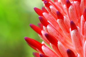close-up de flores de abacaxi vermelho