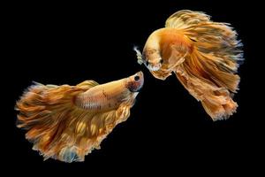 peixe betta ouro amarelo, peixe-lutador-siamês em fundo preto foto