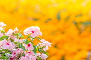 flores de vinca rosea florescem no jardim, folhagem variedade de cores flores, foco seletivo foto