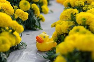 campos de flores de calêndula laranja, foco seletivo foto