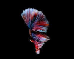 peixe betta multicolorido, peixe-lutador-siamês em fundo preto foto