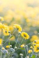 flores de crisântemo amarelo, crisântemo no jardim. flor embaçada para fundo, plantas coloridas foto