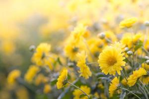 flores de crisântemo amarelo, crisântemo no jardim. flor embaçada para fundo, plantas coloridas foto