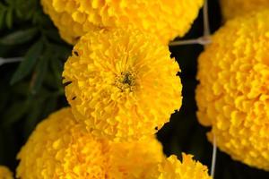 campos de flores de calêndula laranja, foco seletivo foto