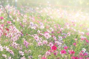 foco suave e seletivo do cosmos, flor embaçada para fundo, plantas coloridas foto