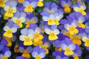 closeup de amores-perfeitos de flores amarelas e azuis de flor de amor-perfeito colorida, planta de vaso. foto