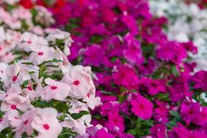 flores de vinca rosea florescem no jardim, folhagem variedade de cores flores, foco seletivo foto