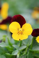 amores-perfeitos de flores amarelas e pretas closeup de flor de amor-perfeito colorida foto