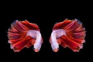 peixe betta rosa e vermelho, peixe-lutador-siamês em fundo preto foto
