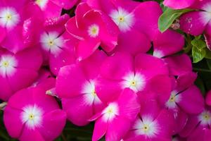 flores de vinca rosea florescem no jardim, folhagem variedade de cores flores, foco seletivo foto