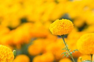 campos de flores de calêndula laranja, foco seletivo foto