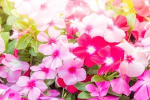 flores de vinca rosea florescem no jardim, folhagem variedade de cores flores, foco seletivo