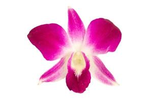 orquídea em fundo isolado