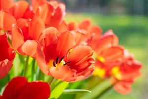 bando de flores de tulipa vermelha florescendo contra a luz do sol foto