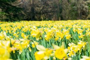 narcisos estão florescendo na primavera. crescimento de flores amarelas e brancas no campo de caule verde. foto