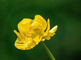 Globeflower amarelo com fundo preto foto