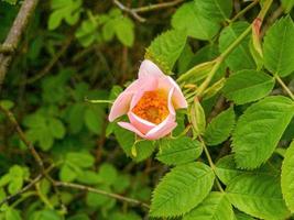 rosa no jardim ao sol foto