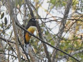 trogon de cabeça preta foto