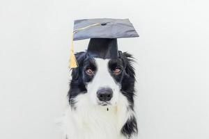 engraçado orgulhoso graduação cachorrinho border collie com chapéu de graduado cômico isolado no fundo branco. cachorrinho no boné de formatura como professor-aluno. de volta à escola. estilo nerd legal, animal de estimação engraçado foto