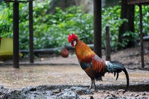 galo bantam, lindo frango bantam tailandês em fram depois que a chuva pára. conceito de conservação animal e proteção de ecossistemas. foto