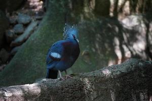 victoria coroado pombo ou goura victoria em pé sobre uma rocha, conservação de animais e conceito de proteção de ecossistemas. foto