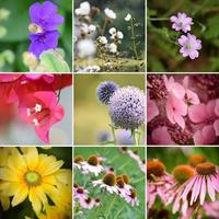 fotos de várias flores