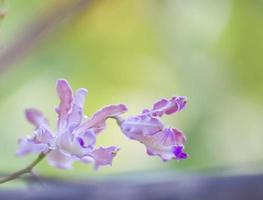 close-up de flor roxa na natureza. jardim e quintal. foto