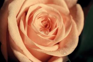 close-up de uma rosa com uma gota na pétala foto
