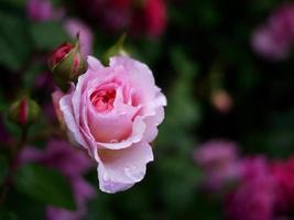 única rosa rosa com gotas de chuva no jardim para papel de parede de fundo foto