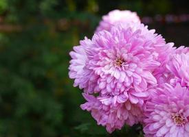 flores cor de rosa vívidas coloridas em fundo de tom escuro para papel de parede foto