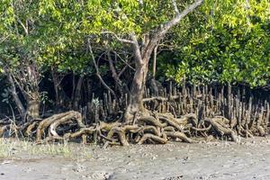 rede de raízes expostas de árvores de mangue na margem do rio de bangladesh sundarbans foto