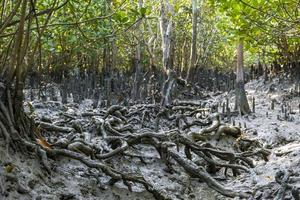 rede de raízes em árvores de mangue na vegetação rasteira exposta no solo erodido de bangladesh sundarbans foto