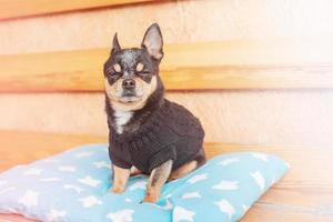 retrato de cachorro com pedigree. cachorro chihuahua em um travesseiro de queijo em um banco. foto